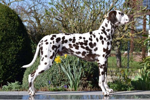 Charming Charlie Brown de Capella Montis