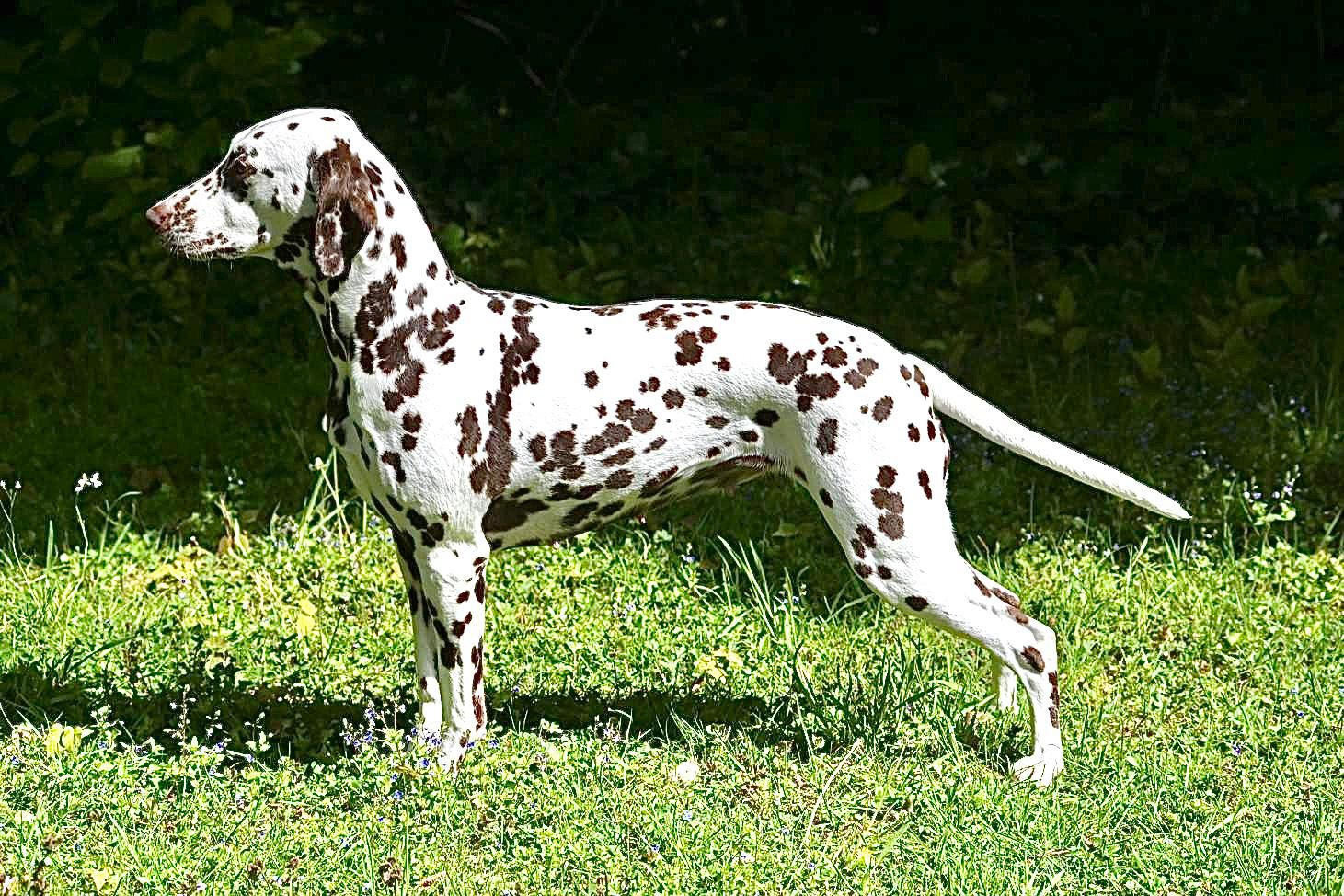 Lilomacs Dauphine de Catalunya