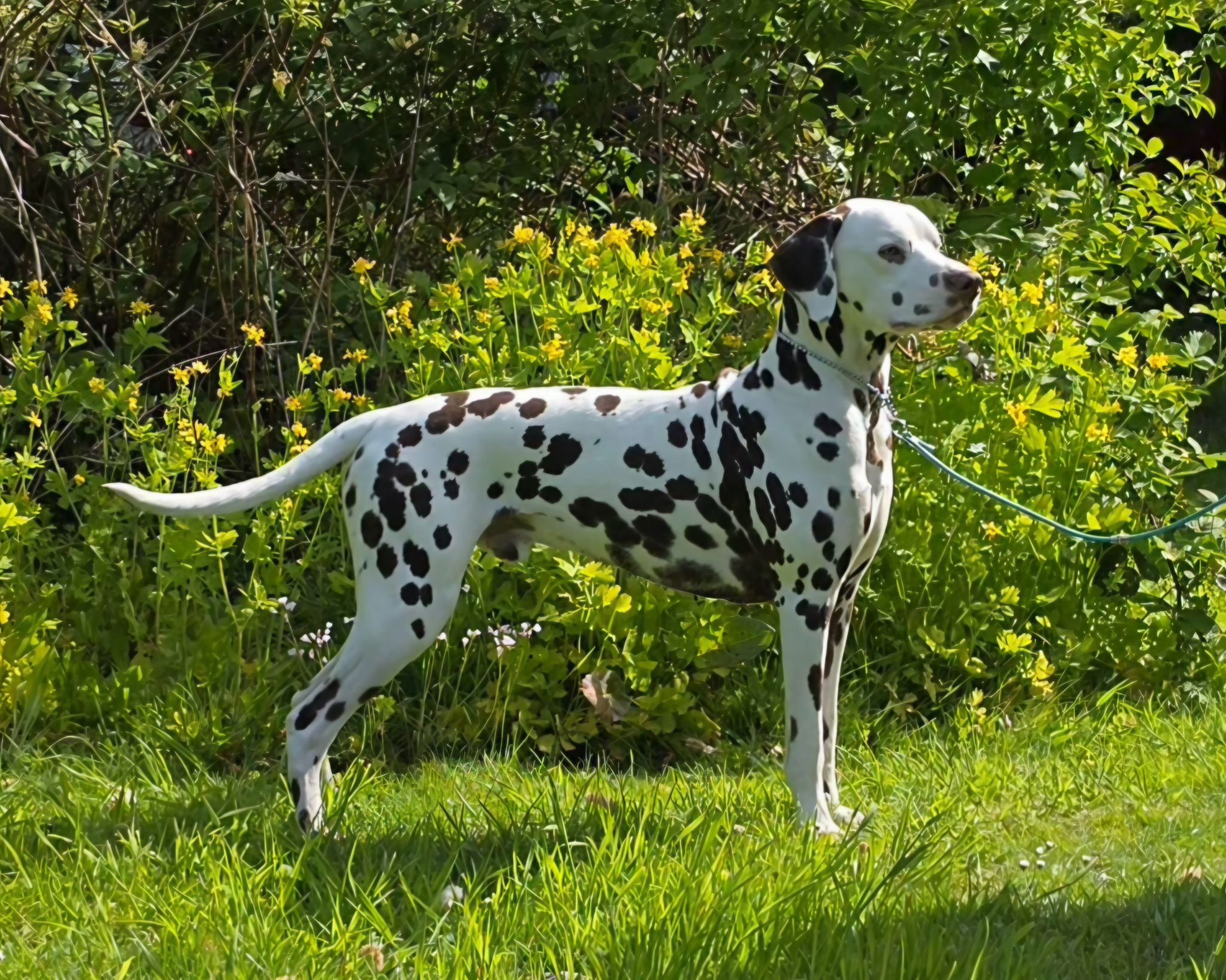Oesels Charming Cupito
