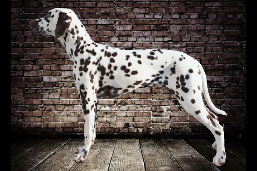 Champion Amazing Arya de Capella Montis