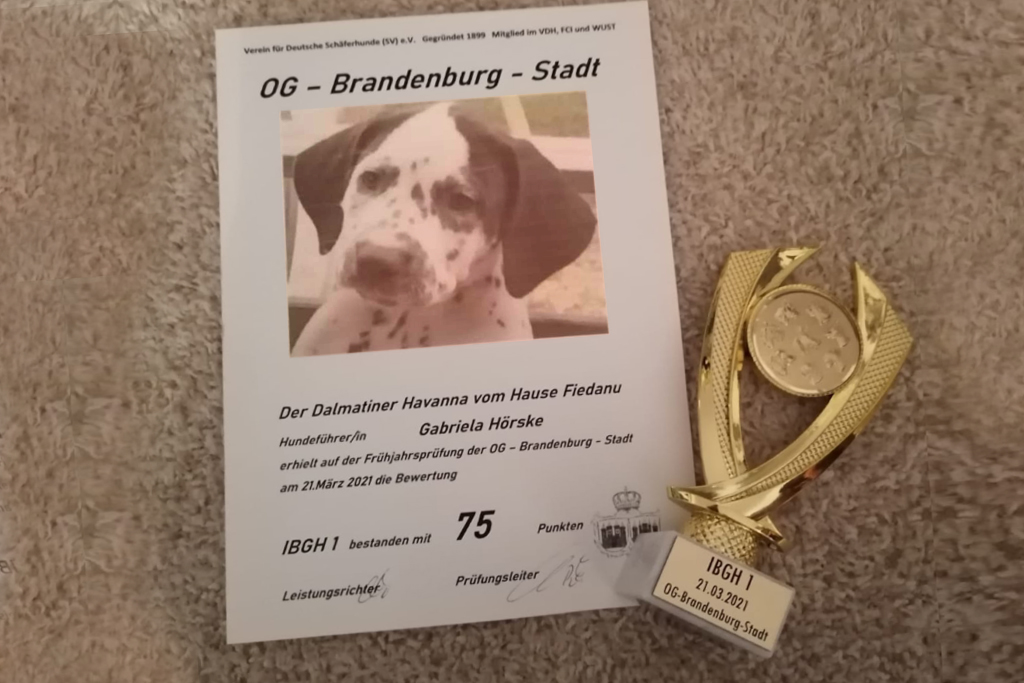 Dalmatiner unseres Vereins erfolgreich aktiv im Sport