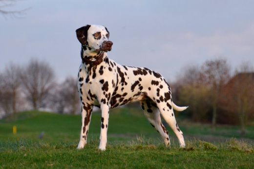Champion Unbreakable Soul vom Teutoburger Wald