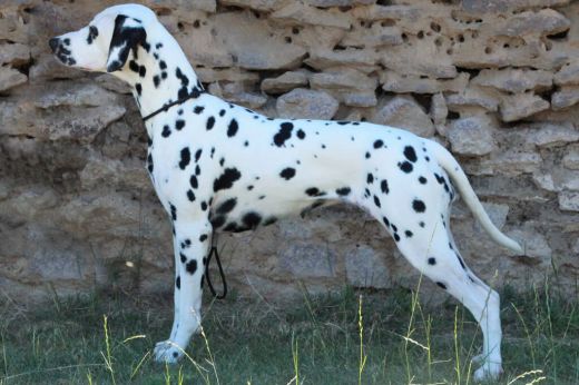 Champion Dorothy May vom Hause Fiedanu