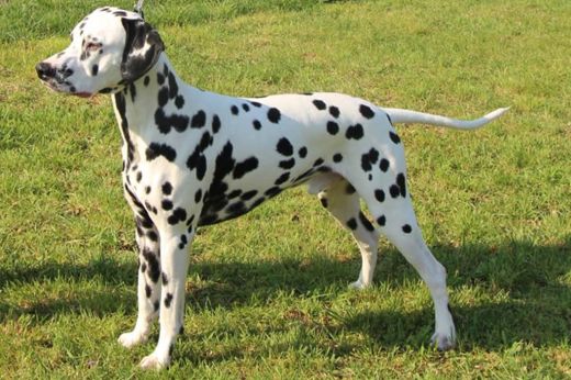 Deckrüde Happy Dalmatian's A Kind of Magic