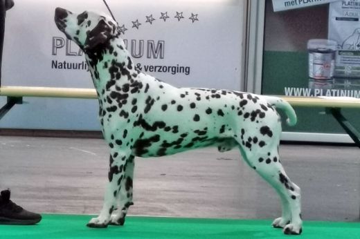 Deckrüde Special Agent Snoopy vom Hause Picolino