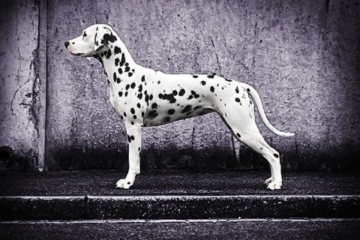 Champion Tullamore