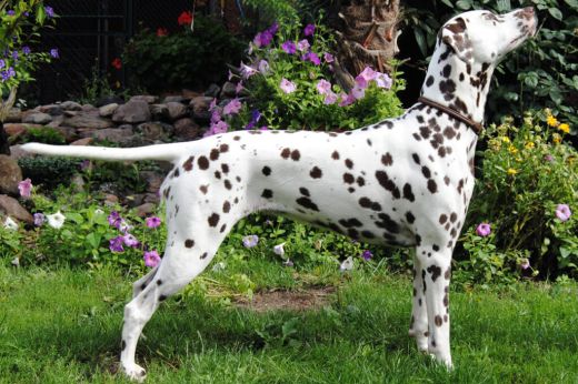 Champion Aziza Bahati von der Ibergquelle