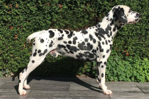 Deckrüde Ainstein syn Simeon of KaWi's trailing Spots
