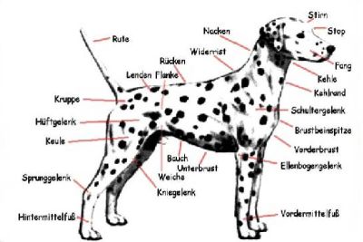 Dalmatiner Anatomie