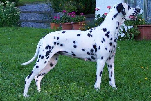 Champion Fabia von Sandau