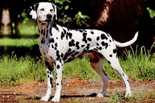 Champion Sweet Pepper vom Forst Eichenhorst