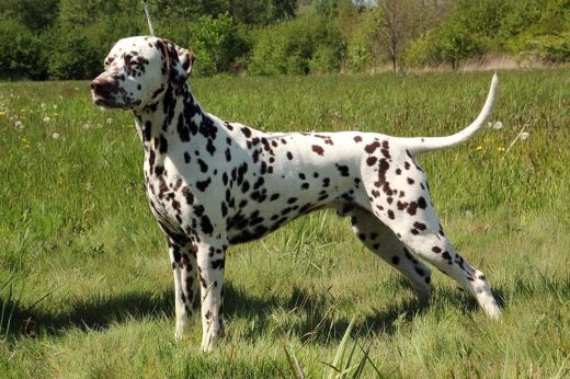 Champion AAssiduitas The Godfather