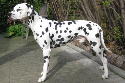 Deckrüde Snowfire von Arabian's Stud