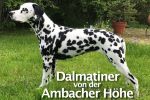 Logo Dalmatiner von der Ambacher Höhe