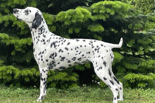 Champion Happy vom Hause Fiedanu