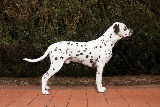 Champion Gardian Enzhel Pennywise