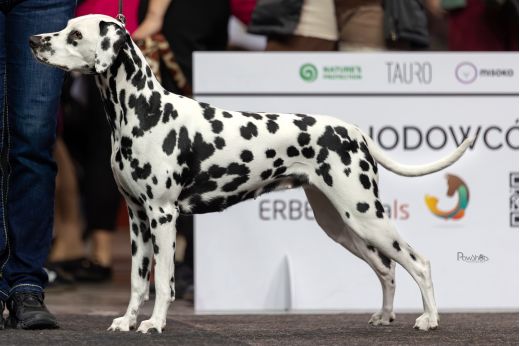 Champion Gretchen vom Scheibenholz