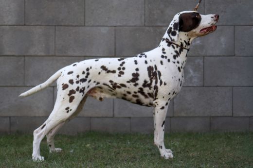 Champion Enyo Errol Flynn vom Hause Fiedanu