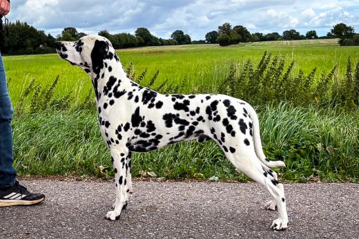 Champion Caspian Pius aus dem Wurster Land