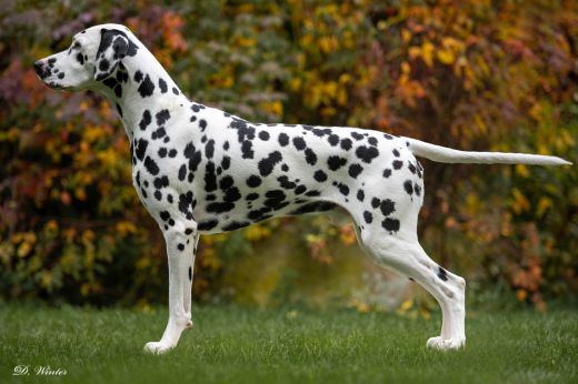 Deckrüde Precious Picasso vom Teutoburger Wald