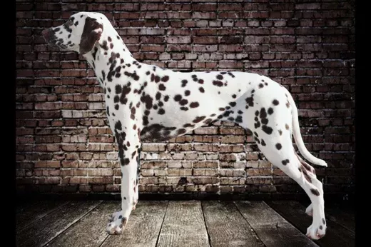 Champion Amazing Arya de Capella Montis