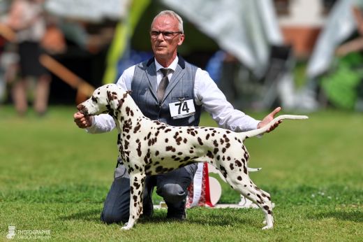Champion Timeless Twilight vom Teutoburger Wald
