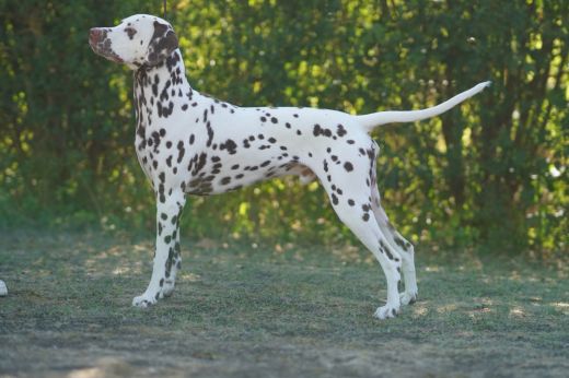 Champion Bajou Lonetaler Punkte