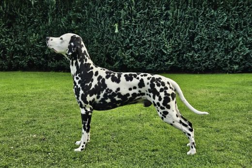 Garry Grand von Arabian's Stud 
