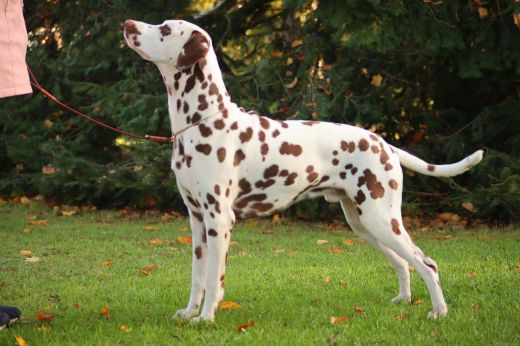 Deckrüde Assiduitas Willy Wonka