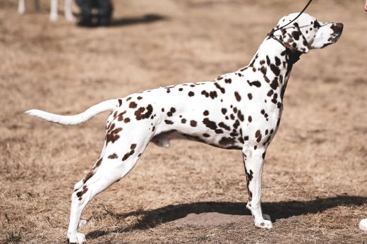 Champion Christi ORMOND Zest for Life