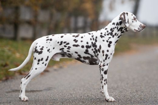 Sweet Points Cliffhanger