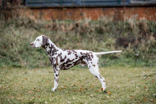 Deckrüde Golden North Points Albert for Nienburger Adel