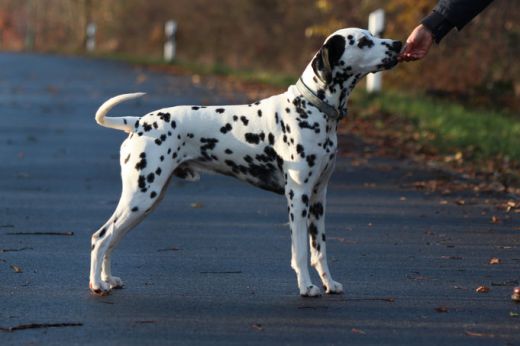 Deckrüde Elvis vom Hause Fiedanu