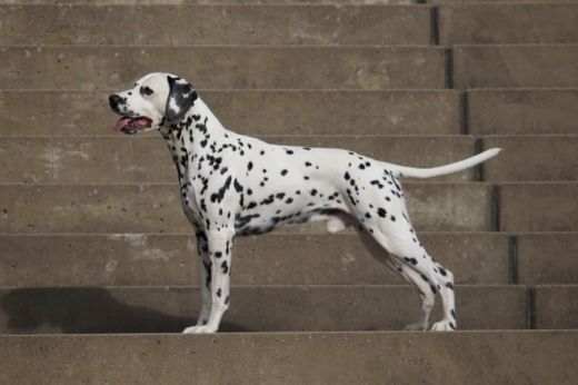 Deckrüde Soul Spots Aragon