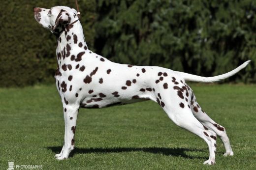 Champion Christi ORMOND Biskaya Bay