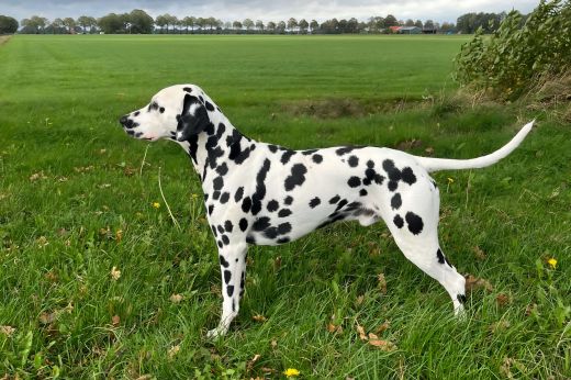 Deckrüde Kaiser Friedrich vom Nienburger Adel