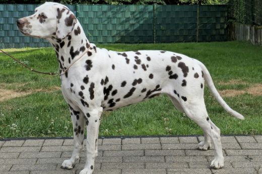 Champion Spotted Dream's Oshun
