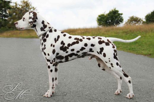 Deckrüde Ouala O'Silver Moon von Stella Matutina