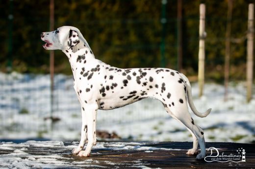 Champion Annukka Tamea aus dem Wurster Land