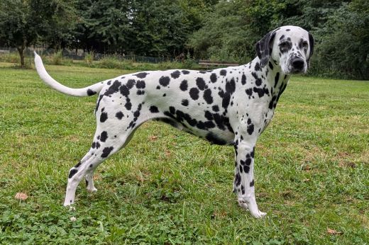 Champion Happy Sembo Snow Show