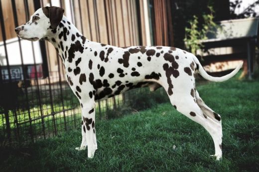 Champion Johny be good of Spotted Joy