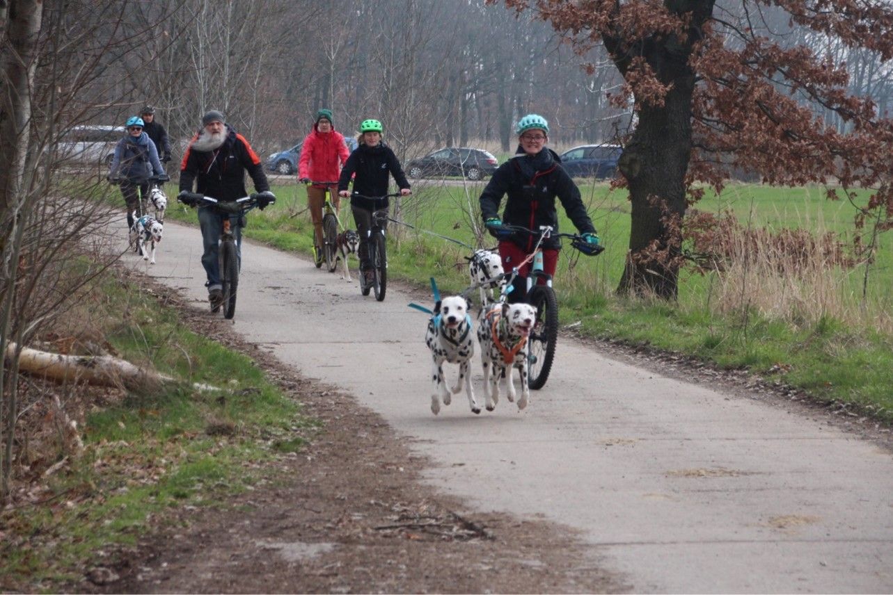 Dogscooter- Training am 10.03.2024