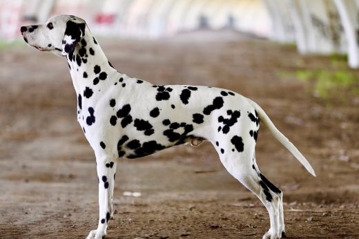 Assiduitas Waggin'Master