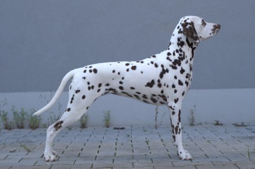 Champion Echo Kajol Kida vom Fleckenherz