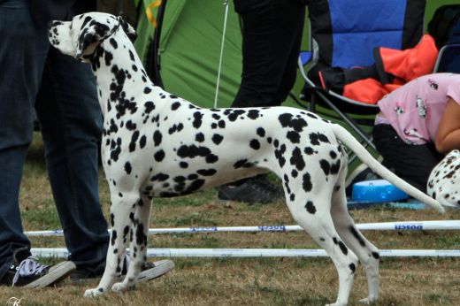 Champion Christi ORMOND Knjazjouna Karalewa