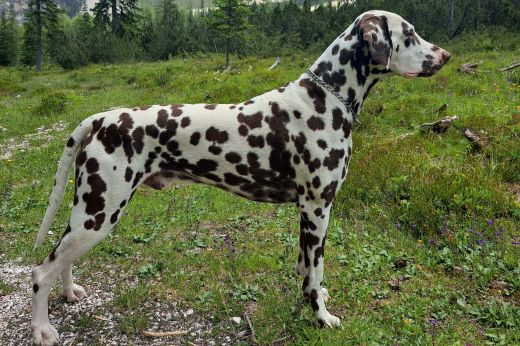 Champion Firlefanz der Lausbub of KaWi´s trailing Spots