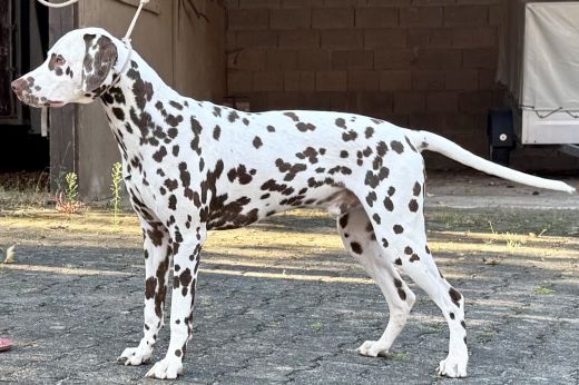Champion Palimpalis Chayton