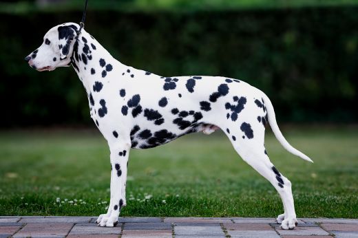 Assiduitas Waggin'Master
