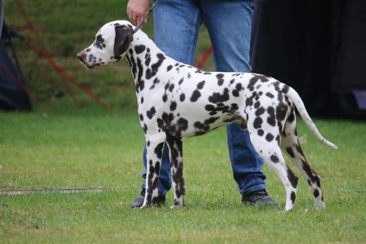 Deckrüde Gin Buck von Molaos