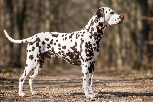 Deckrüde Laguna Dios Noble Nox